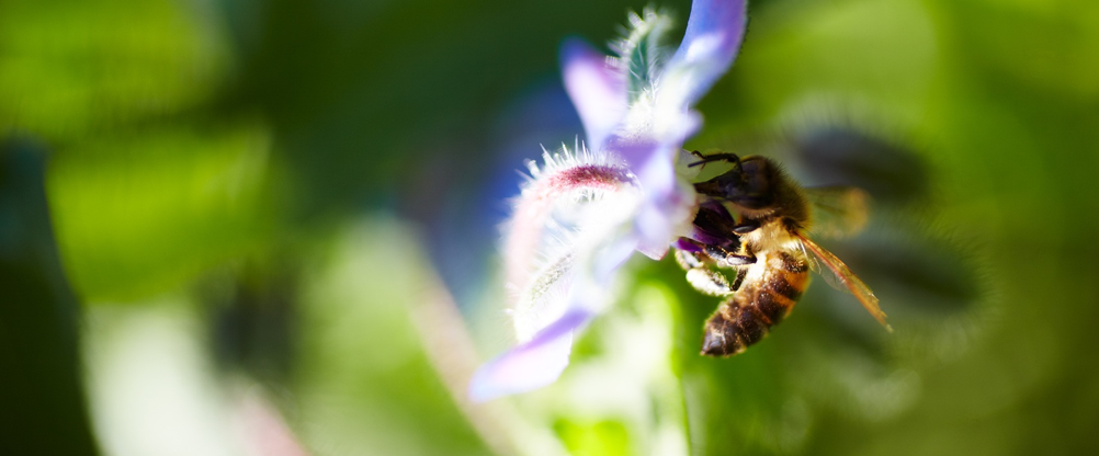 Close up of bee collecting pollen