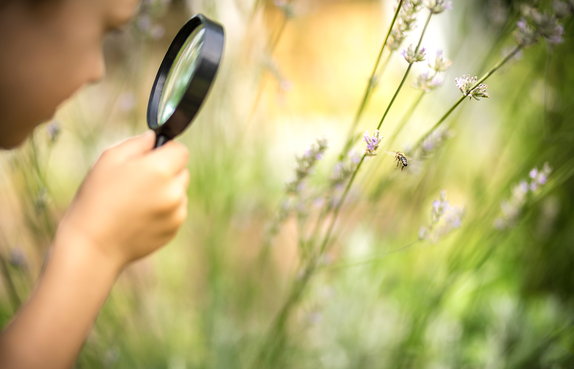 How to create a bee-friendly garden