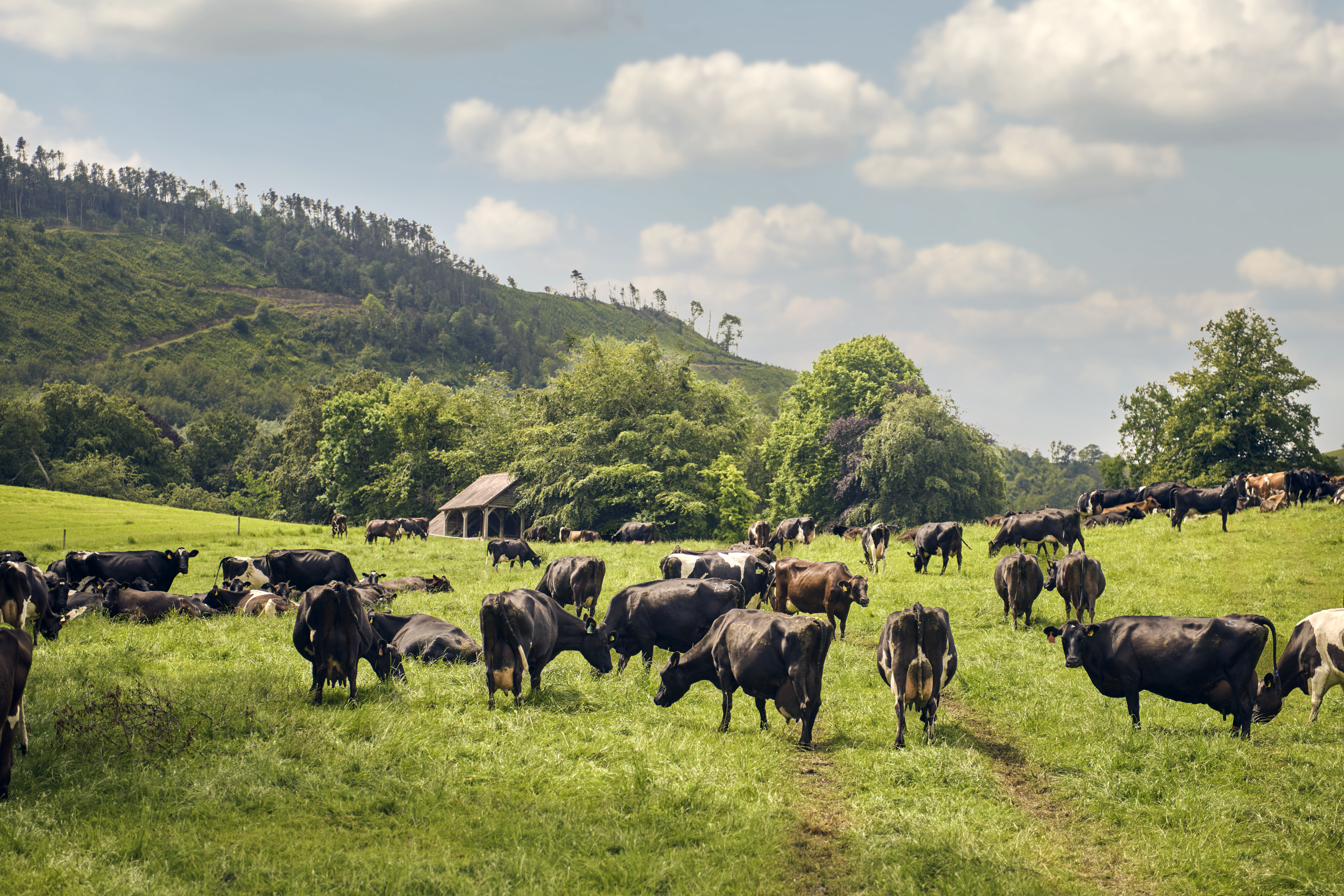 Grazing