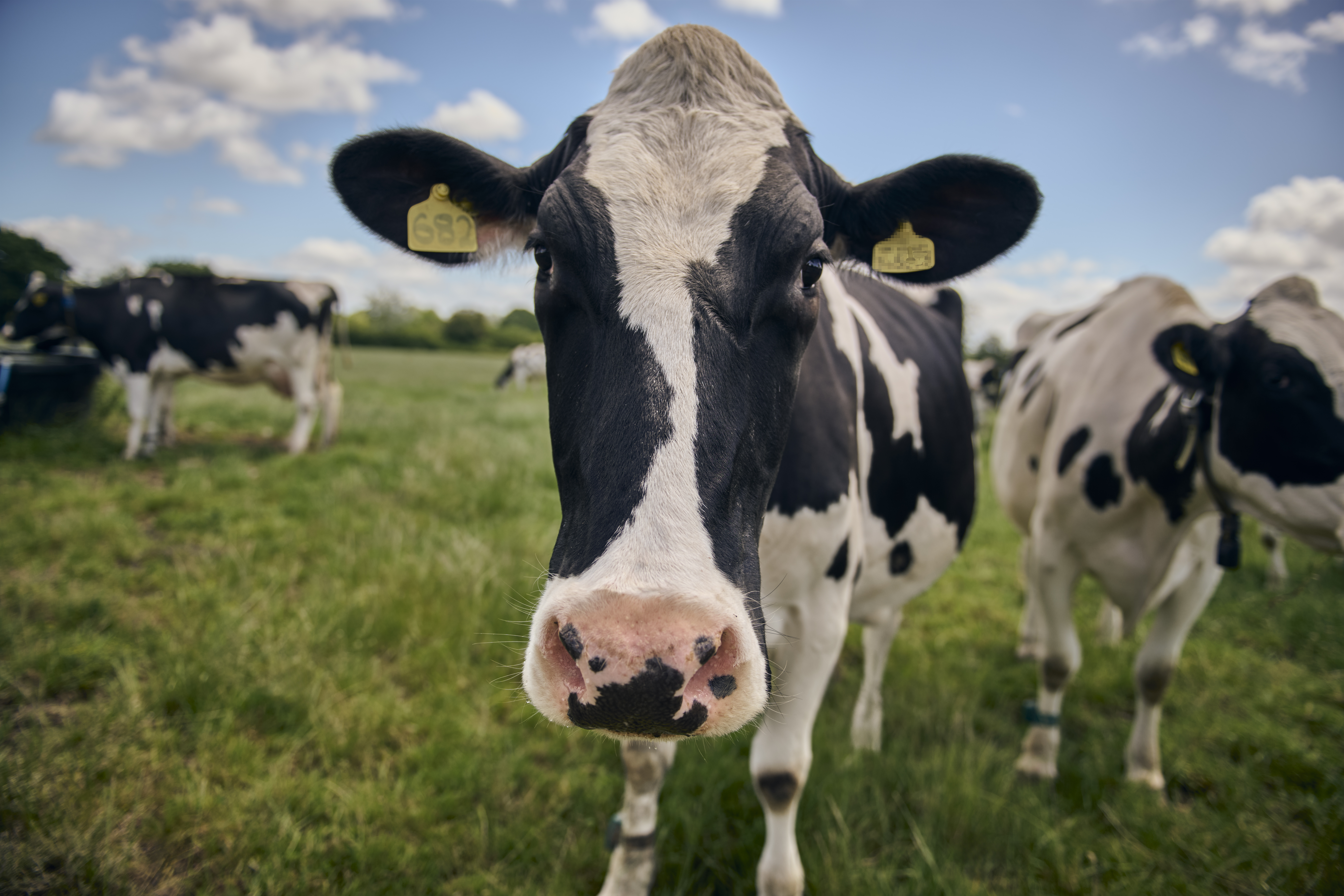 Arla Cravendale Milk Offers and Supermarkets
