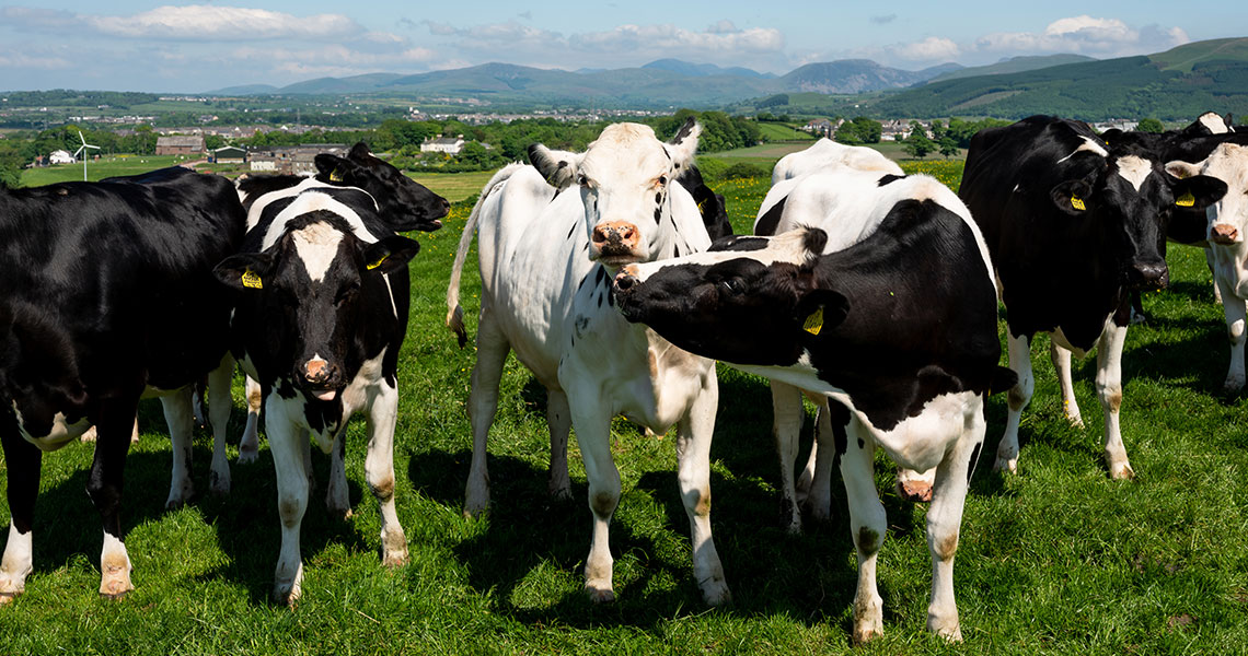 Can we balance our diet while balancing our impact on the environment?