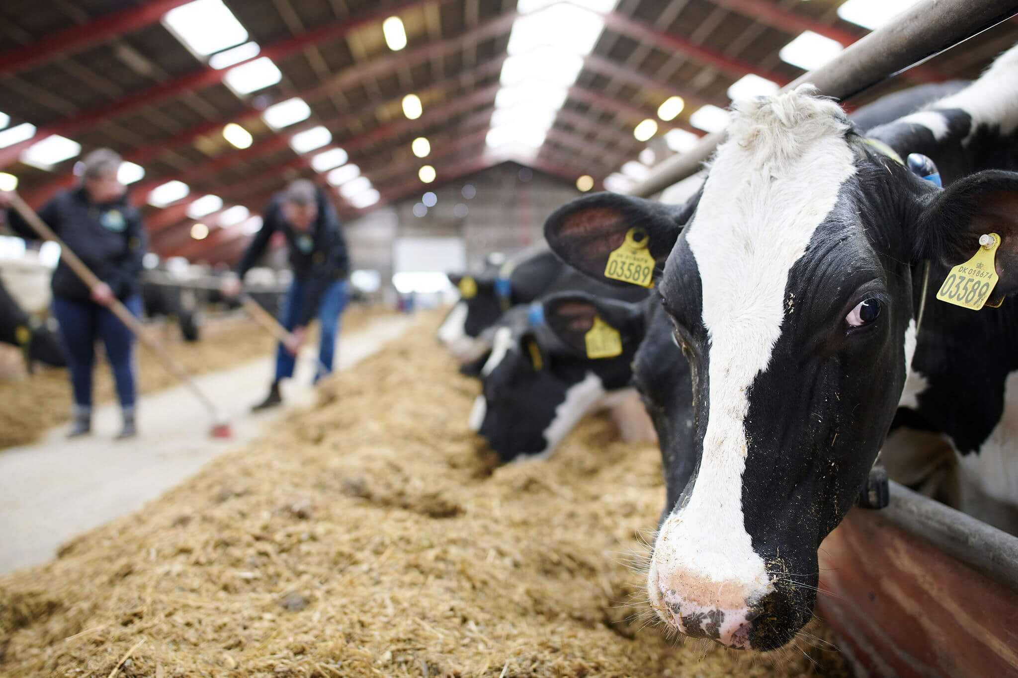 Cow eating in a barn