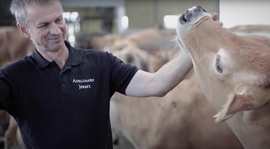 Farmer with a cow
