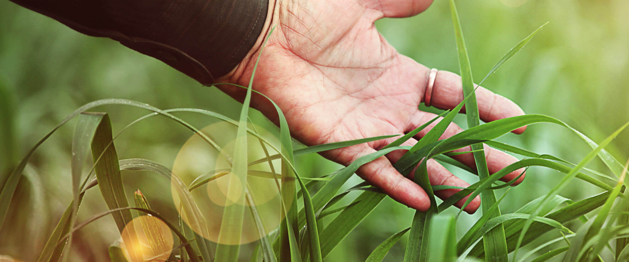 Hand in grass
