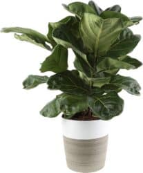 Ficus Lyrata Indoor Small Tree/Plant