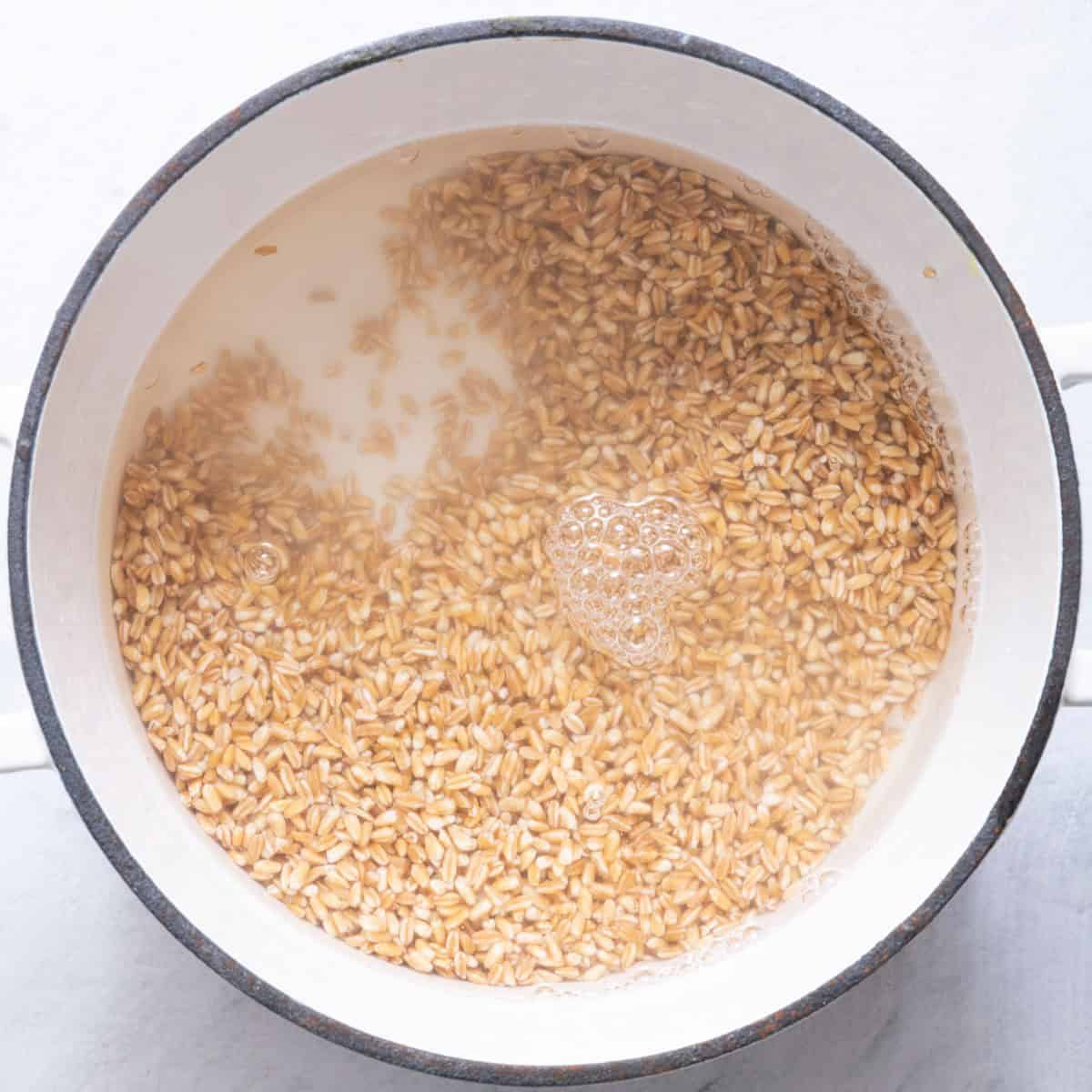 Farro in a pot of water.