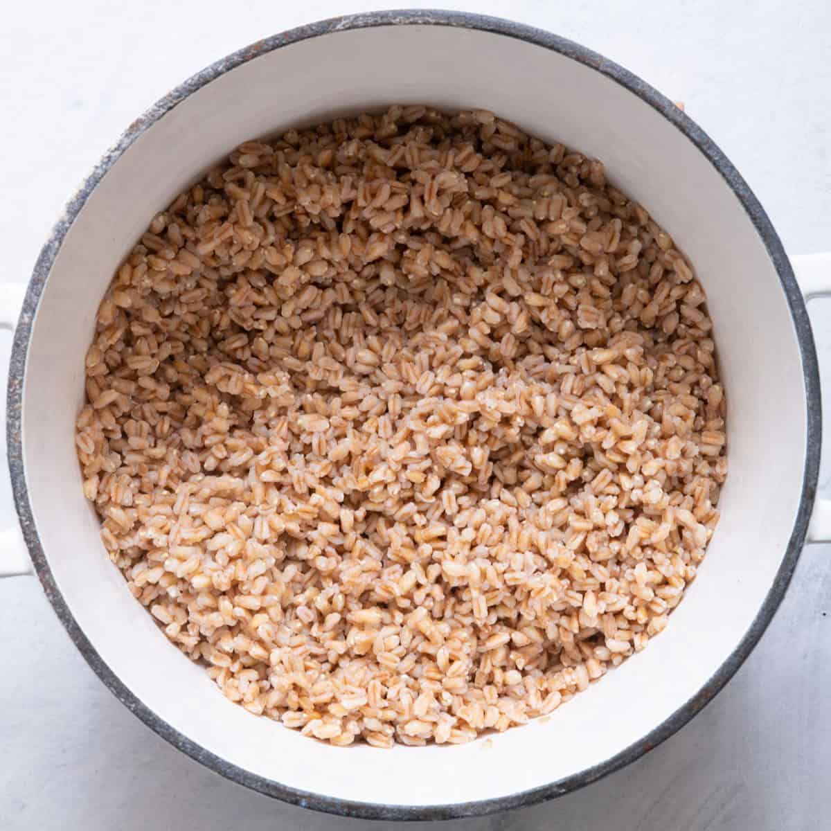 Farro after cooking.